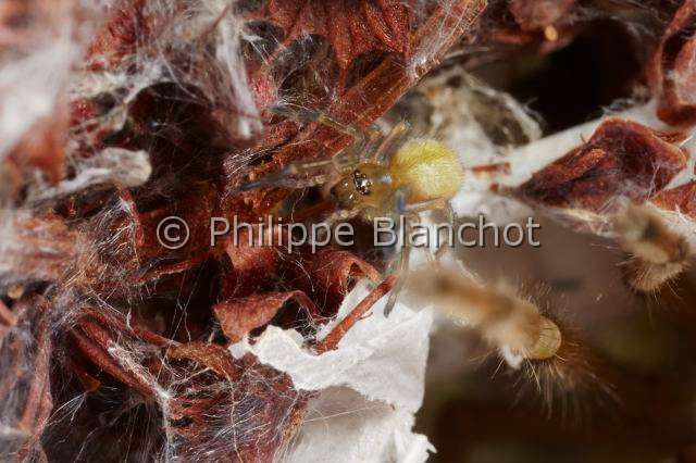 Eutichuridae_0031.JPG - France, Morbihan (56), Araneae, Eutichuridae, Chiracanthe ponctué (Chirachantium punctarium), dispersion des jeunes araignées, Long-legged sac spiders